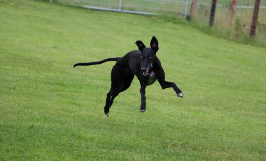 siyah galgo bahçede atlıyor