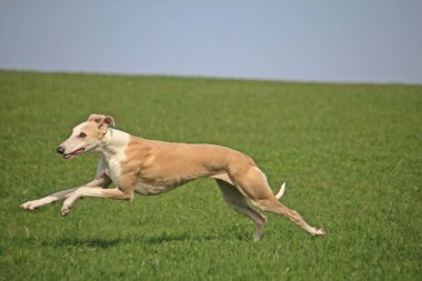 kahverengi galgo parkta çalışıyor