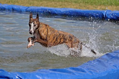 brindle galgo havuza atlıyor