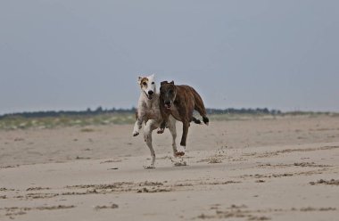 iki galgos plajda çalışan