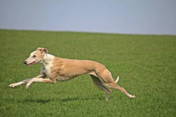 kahverengi galgo parkta çalışıyor