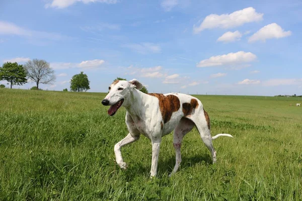 Hermoso Galgo Está Caminando Parque — Foto de Stock