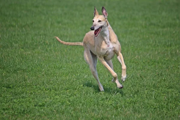 Galgo Sta Correndo Nel Parco — Foto Stock