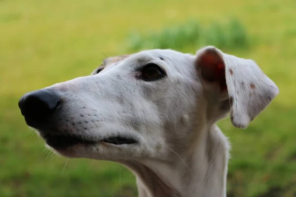 Galgo Jest Wpatrujecie Się Niebo — Zdjęcie stockowe