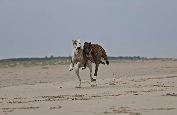 Dois Galgos Estão Correndo Praia — Fotografia de Stock