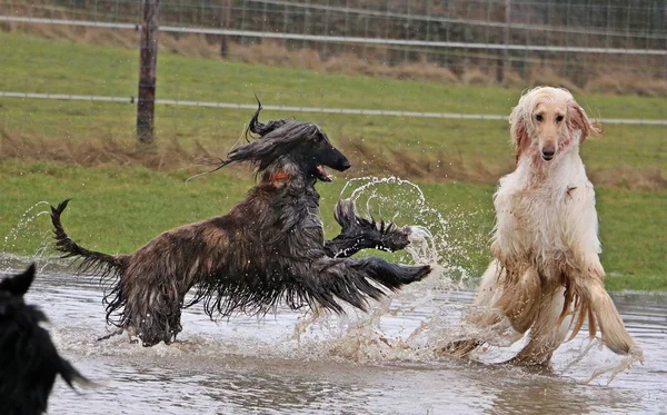 two afghan hounds have fun in the water