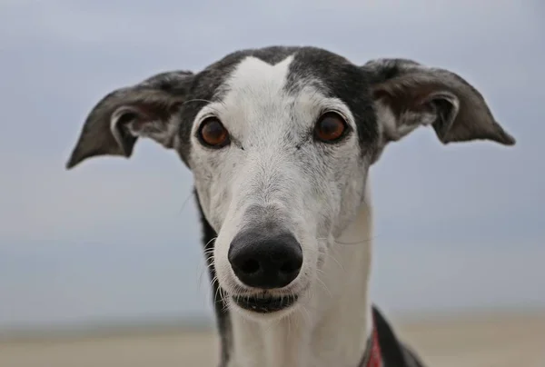 Sahilde Güzel Galgo Portre — Stok fotoğraf