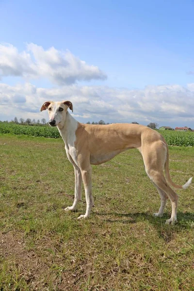 Kahverengi Galgo Bahçede Duran — Stok fotoğraf