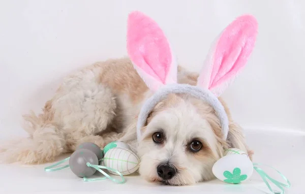 küçük havanese Paskalya yumurtaları ve komik tavşan kulakları ile stüdyoda yalan söylüyor