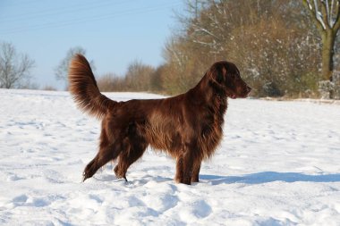 kahverengi düz boyalı av köpeği karda duruyor