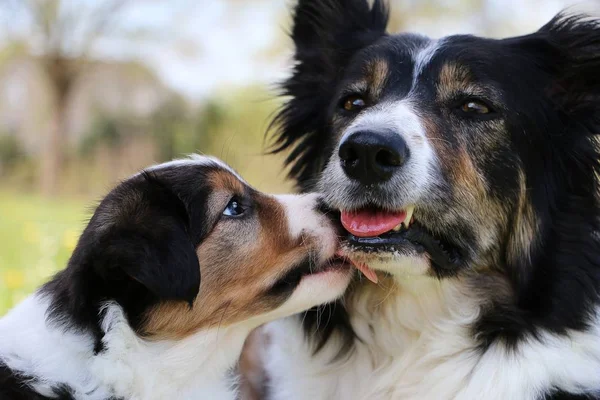 Border Collie Welpe Küsst Seine Mutter Garten — Stockfoto