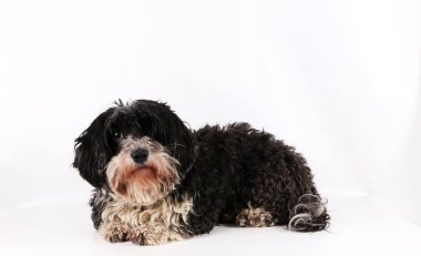 havanese ling stüdyoda olduğunu