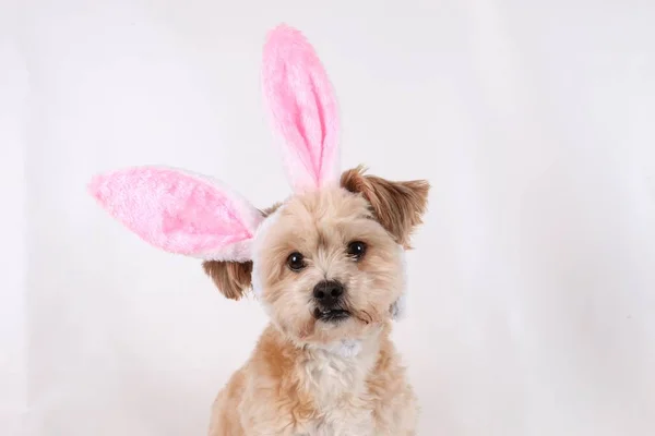 Petit Chien Brun Studio Avec Des Oreilles Lapin Drôles — Photo