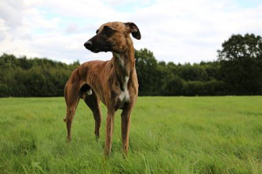 brindle olan parkta duruyor