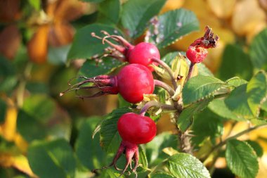 Kırmızı dogroses ağaç üzerinde asılı olan
