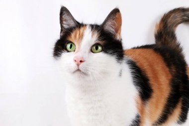 Stüdyo güzel tricolored kedi