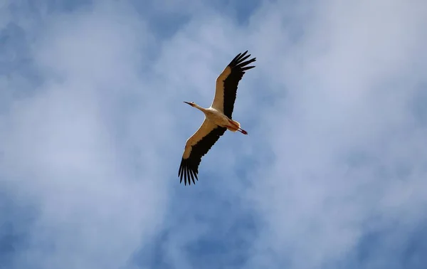 Pellicano Bianco Che Vola Volo — Foto Stock