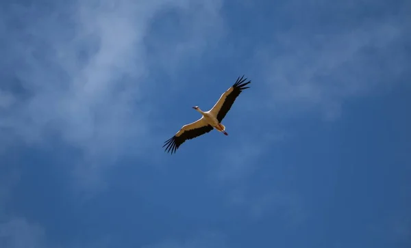 Pájaro Volador Contra Cielo Azul — Foto de Stock