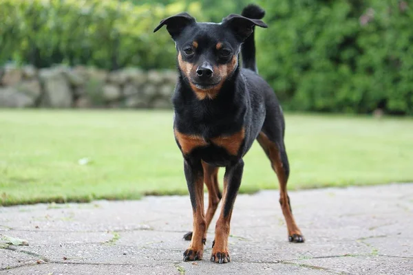 Güzel Küçük Pinscher Portre Bahçede — Stok fotoğraf