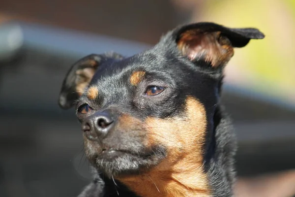 Kertben Gyönyörű Kis Méretű Pinscher Portré — Stock Fotó