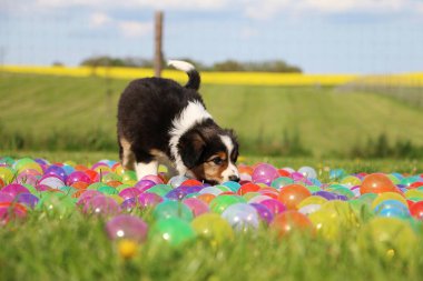 kenar kömür ocağı köpek yavrusu var eğlenceli renkli topları ile bahçede