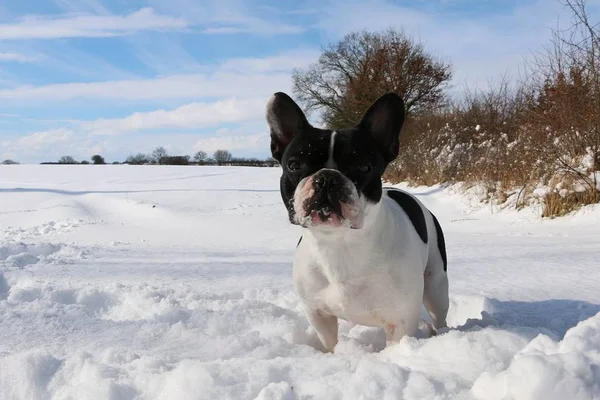 Französische Bulldogge Steht Schnee — Stockfoto