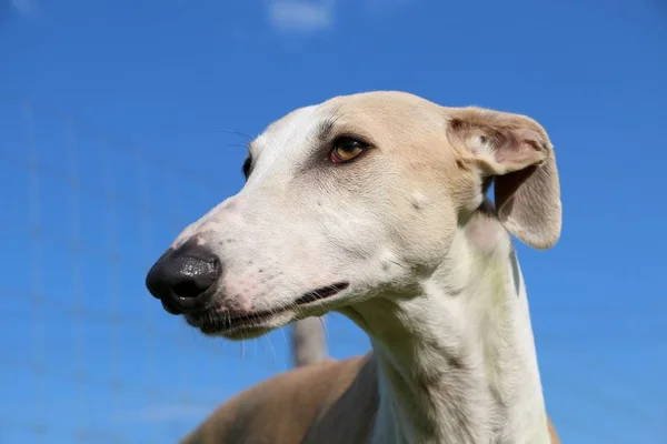 Retrato Cabeça Galgo — Fotografia de Stock