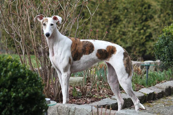 Bel Galgo Piedi Nel Giardino — Foto Stock