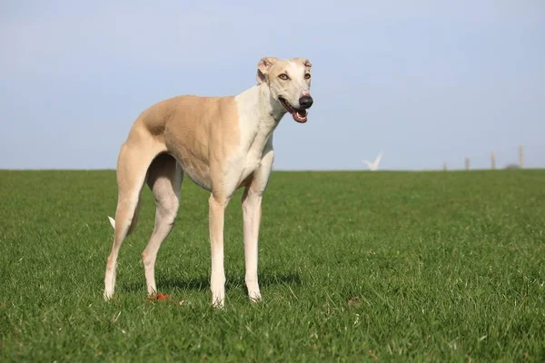 Galgo Brązowy Stoi Ogrodzie — Zdjęcie stockowe