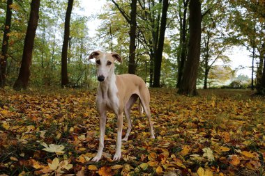 güzel galgo sonbahar ormanda duruyor