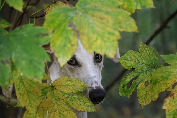 Belo Retrato Galgo Atrás Folhas Floresta Outono — Fotografia de Stock