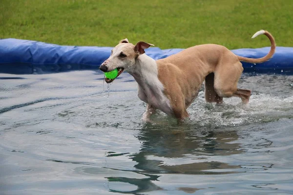 Όμορφη Galgo Έχετε Διασκέδαση Μια Μπάλα Στην Πισίνα — Φωτογραφία Αρχείου