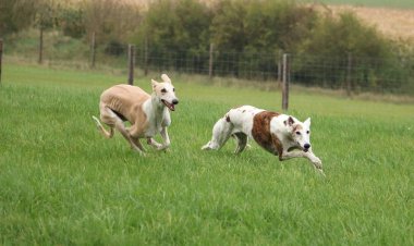 bahçede iki çalışan galgos