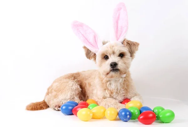 小棕色混合的狗躺在工作室里 五颜六色的复活节彩蛋和滑稽的兔子耳朵 — 图库照片