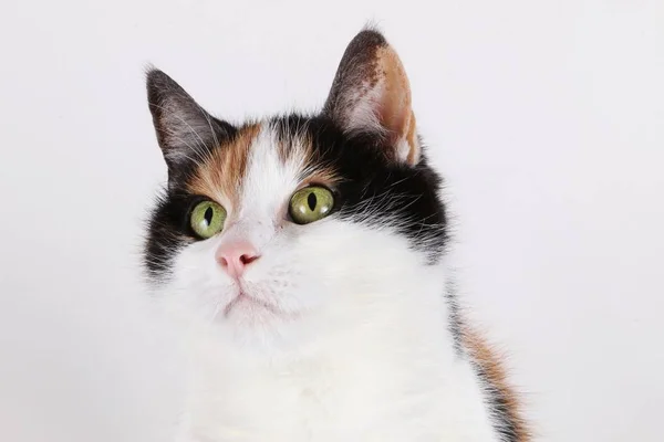 Krásná Tricolored Kočka Portrét Ateliéru — Stock fotografie
