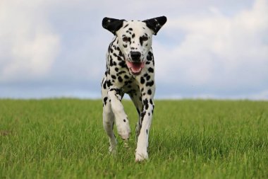 Dalmaçyalı köpek parkta çalışıyor
