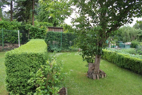 美丽的大绿色花园 — 图库照片