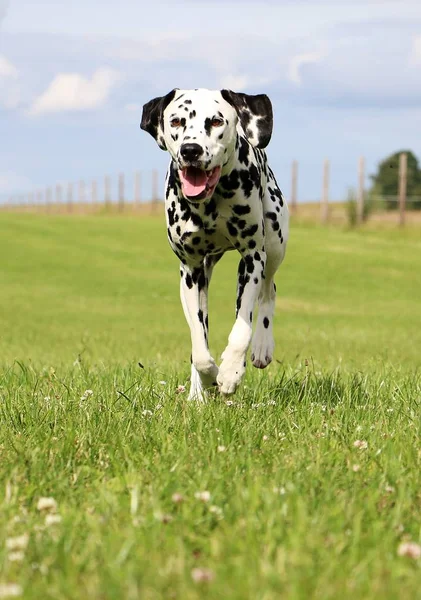 Dalmatian Cão Está Correndo Parque — Fotografia de Stock