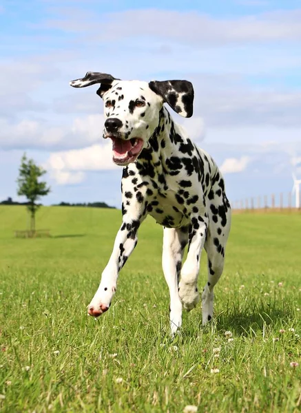 Dalmatian Cão Está Correndo Parque — Fotografia de Stock