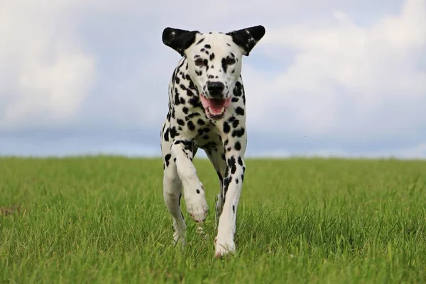 Dalmatian Dog Running Park — Stock Photo, Image