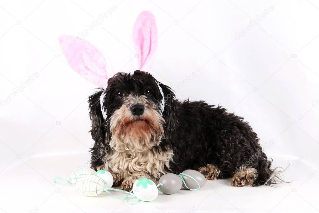 small havanese is lying in the studio with easter eggs and funny bunny ears
