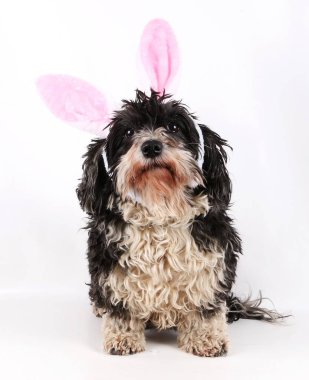 Komik Tavşan kulakları ile stüdyoda havanese oturuyor