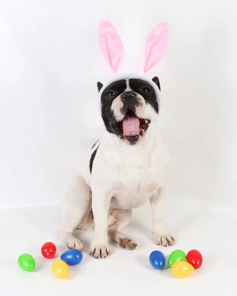 Bouledogue Français Avec Des Œufs Pâques Colorés Des Oreilles Lapin — Photo