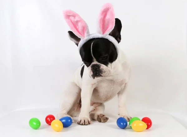 Bouledogue Français Est Assis Dans Studio Avec Des Oreilles Lapin — Photo