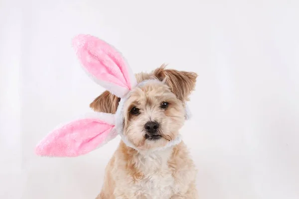 Petit Portrait Chien Brun Avec Des Oreilles Lapin Drôles Sur — Photo