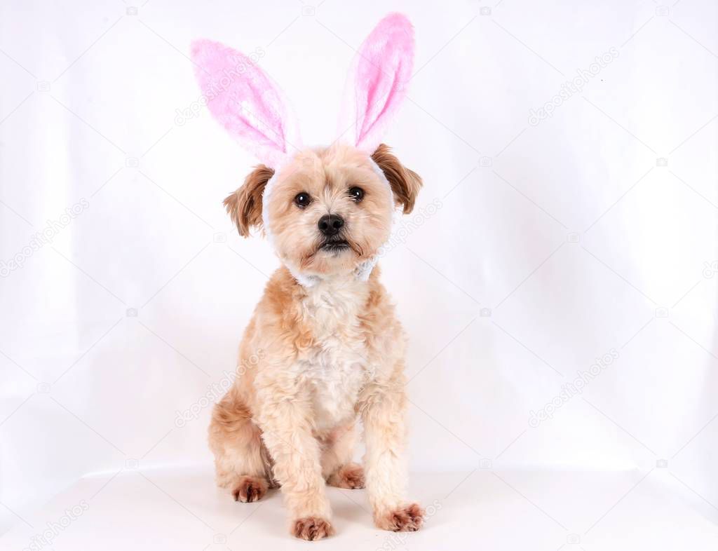 small brown dog is sitting in the studio with funny bunny ears on the head