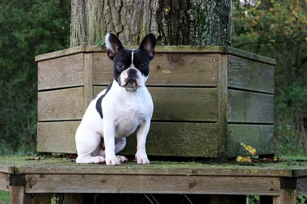 Französische Bulldogge Sitzt Auf Einer Holzbank Garten — Stockfoto