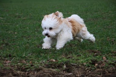 küçük havanese bir sahada çalışan