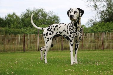 Dalmaçyalı köpeğin bahçede duran