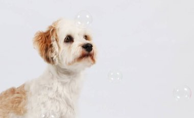 havanese kabarcıklar uçan ile Studio oturuyor